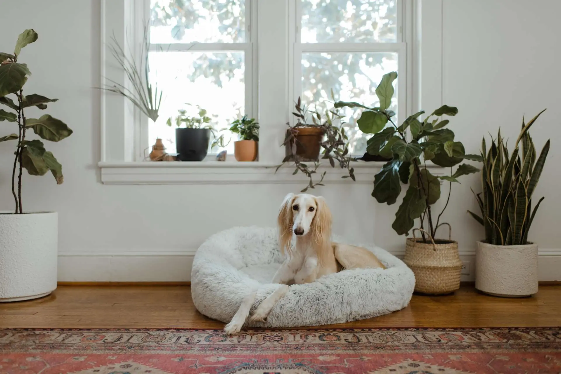 Dog lies on a bed under the window
