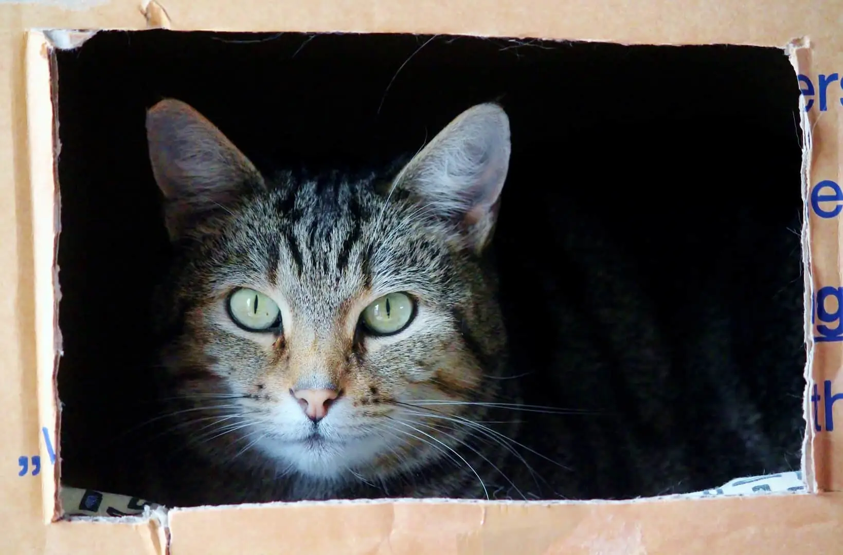 Our top tips to keeping your pets happy when moving