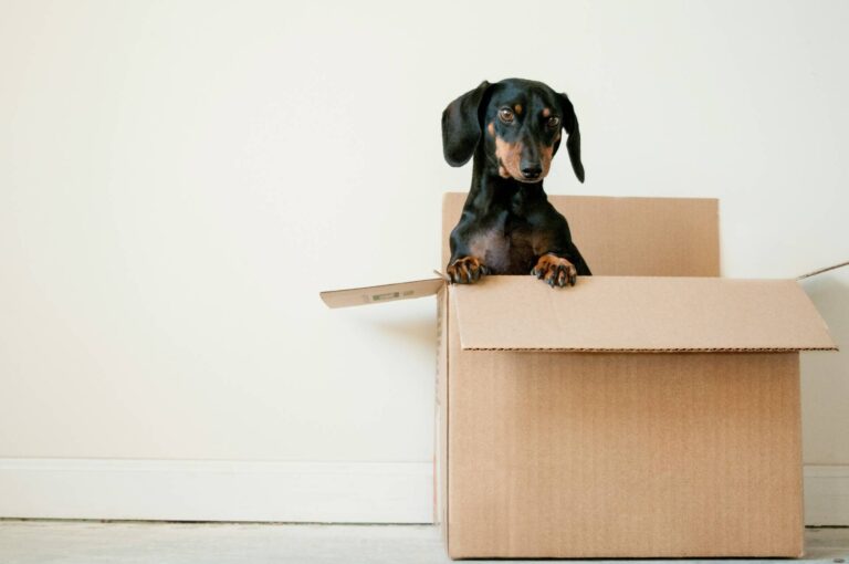 Dog in a cardboard moving box
